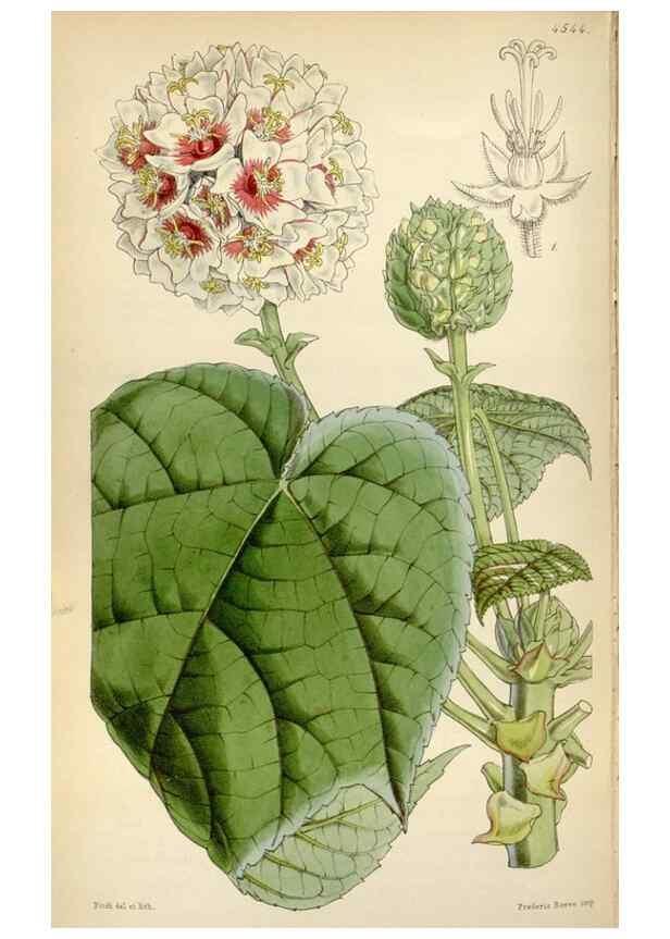 Reproducción/Reproduction 8241616962: Curtis's botanical magazine.. London ;New York [etc.] :Academic Press [etc.]
