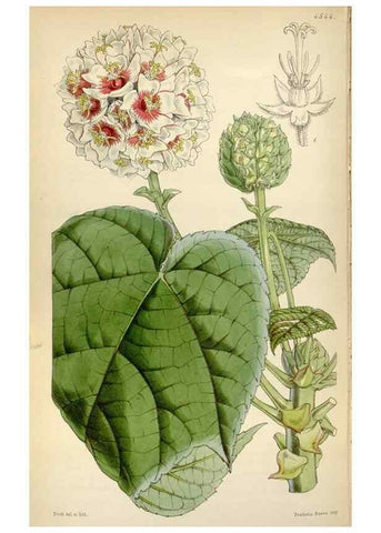 Reproducción/Reproduction 8241616962: Curtis's botanical magazine.. London ;New York [etc.] :Academic Press [etc.]