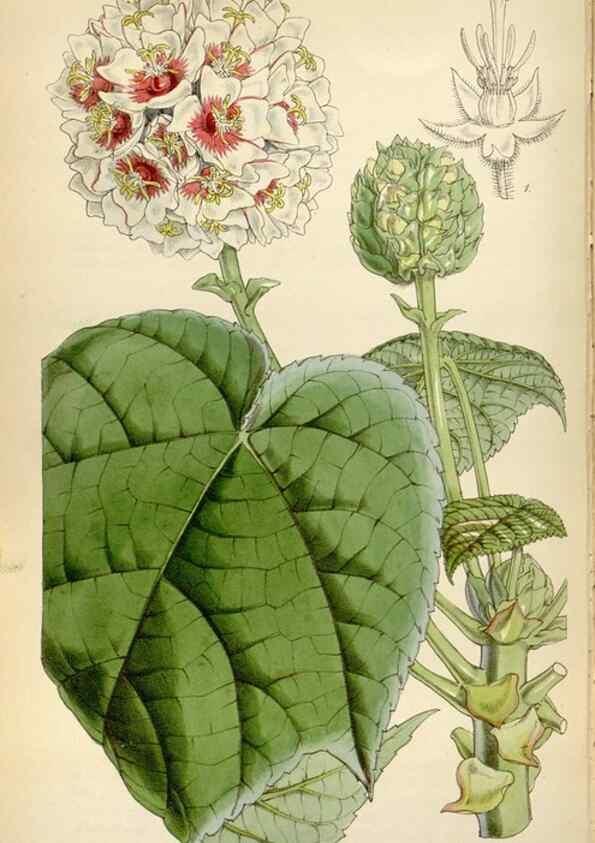 Reproducción/Reproduction 8241616962: Curtis's botanical magazine.. London ;New York [etc.] :Academic Press [etc.]