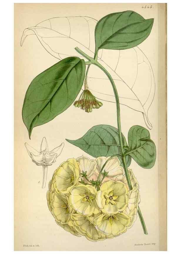 Reproducción/Reproduction 8240548997: Curtis's botanical magazine.. London ;New York [etc.] :Academic Press [etc.]