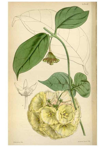 Reproducción/Reproduction 8240548997: Curtis's botanical magazine.. London ;New York [etc.] :Academic Press [etc.]