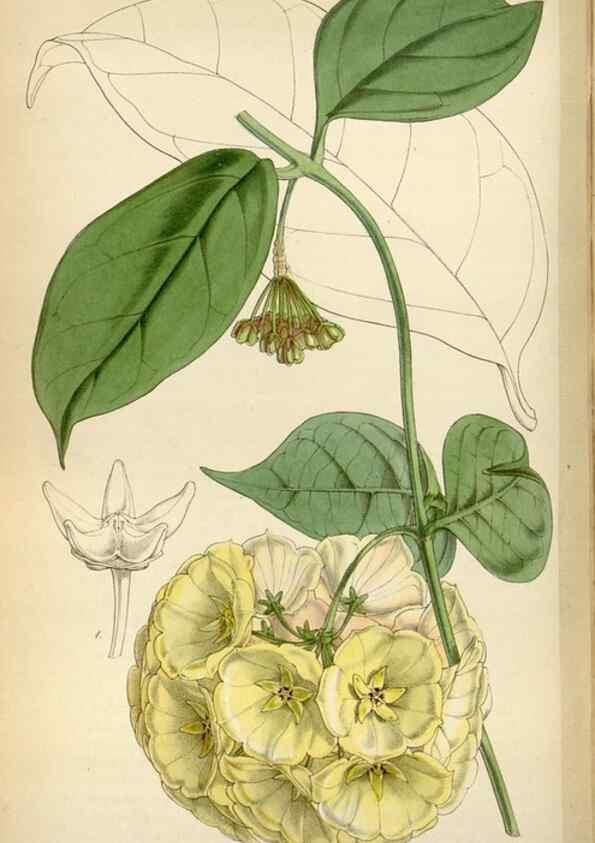 Reproducción/Reproduction 8240548997: Curtis's botanical magazine.. London ;New York [etc.] :Academic Press [etc.]