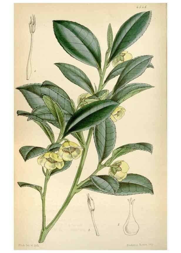 Reproducción/Reproduction 8240551253: Curtis's botanical magazine.. London ;New York [etc.] :Academic Press [etc.]