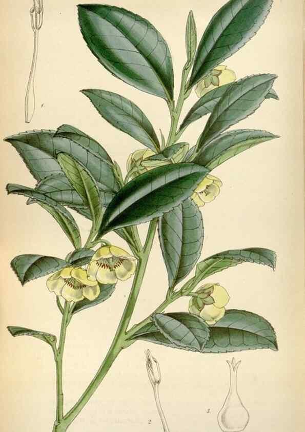 Reproducción/Reproduction 8240551253: Curtis's botanical magazine.. London ;New York [etc.] :Academic Press [etc.]