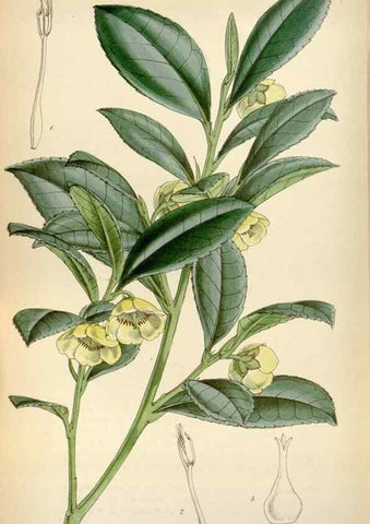 Reproducción/Reproduction 8240551253: Curtis's botanical magazine.. London ;New York [etc.] :Academic Press [etc.]