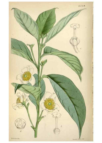 Reproducción/Reproduction 8240544007: Curtis's botanical magazine.. London ;New York [etc.] :Academic Press [etc.]
