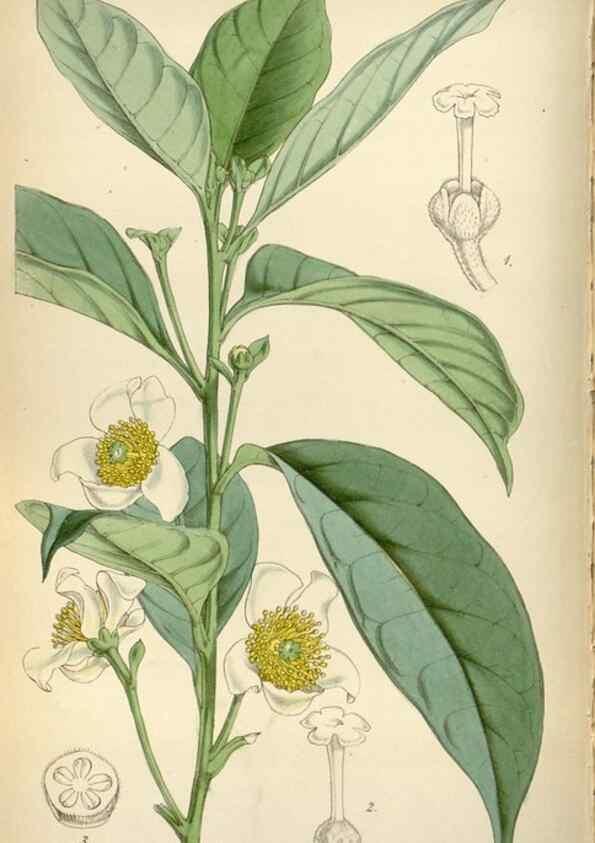 Reproducción/Reproduction 8240544007: Curtis's botanical magazine.. London ;New York [etc.] :Academic Press [etc.]