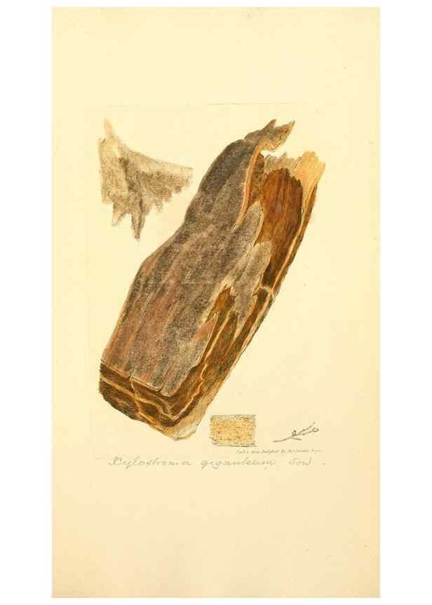 Reproducción/Reproduction 8229509083: Coloured figures of English fungi or mushrooms.. London,Printed by J. Davis,1797-[1809]