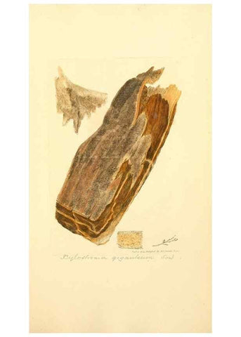 Reproducción/Reproduction 8229509083: Coloured figures of English fungi or mushrooms.. London,Printed by J. Davis,1797-[1809]