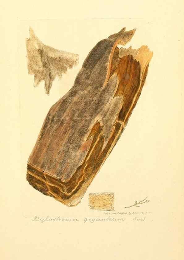 Reproducción/Reproduction 8229509083: Coloured figures of English fungi or mushrooms.. London,Printed by J. Davis,1797-[1809]