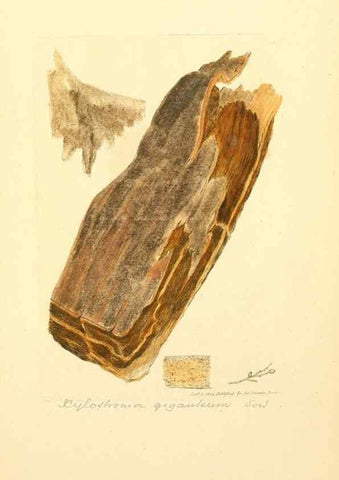 Reproducción/Reproduction 8229509083: Coloured figures of English fungi or mushrooms.. London,Printed by J. Davis,1797-[1809]