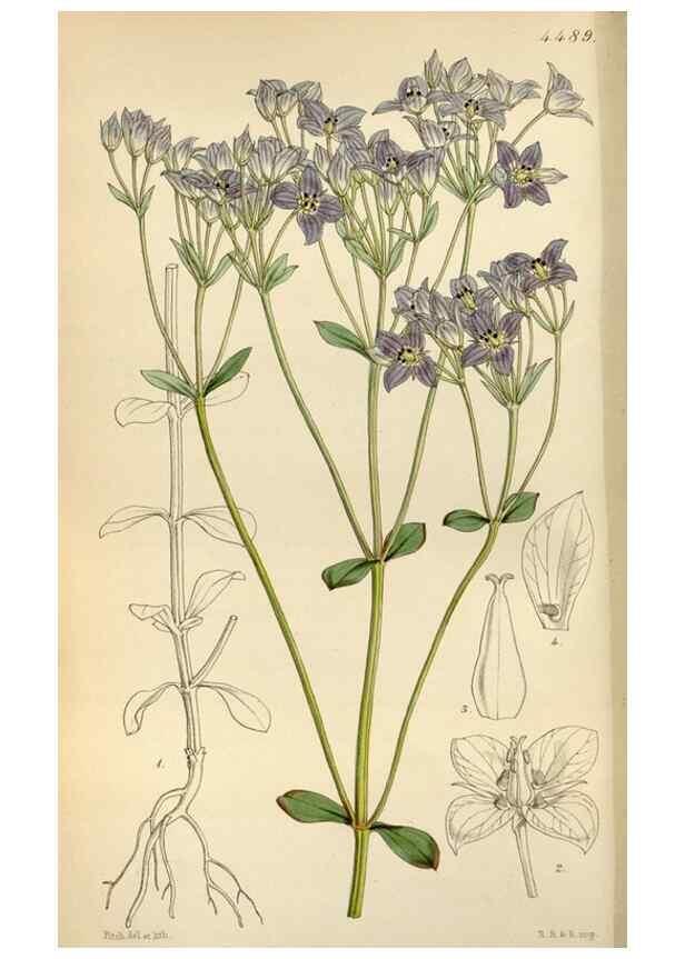 Reproducción/Reproduction 8240504417: Curtis's botanical magazine.. London ;New York [etc.] :Academic Press [etc.]