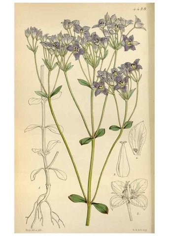 Reproducción/Reproduction 8240504417: Curtis's botanical magazine.. London ;New York [etc.] :Academic Press [etc.]