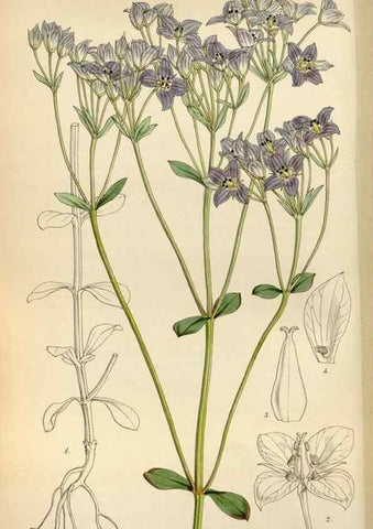 Reproducción/Reproduction 8240504417: Curtis's botanical magazine.. London ;New York [etc.] :Academic Press [etc.]
