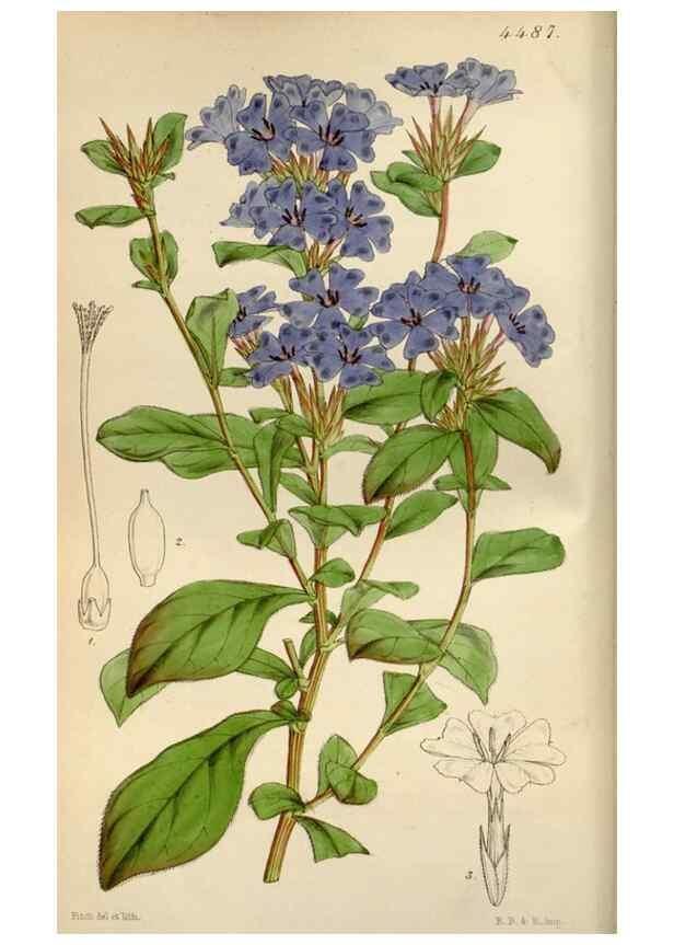 Reproducción/Reproduction 8241570102: Curtis's botanical magazine.. London ;New York [etc.] :Academic Press [etc.]