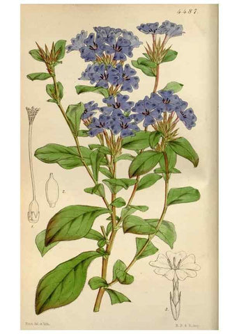 Reproducción/Reproduction 8241570102: Curtis's botanical magazine.. London ;New York [etc.] :Academic Press [etc.]