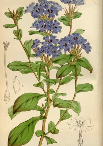 Reproducción/Reproduction 8241570102: Curtis's botanical magazine.. London ;New York [etc.] :Academic Press [etc.]