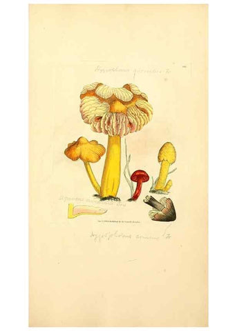 Reproducción/Reproduction 8229520823: Coloured figures of English fungi or mushrooms.. London,Printed by J. Davis,1797-[1809]