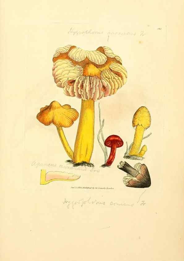 Reproducción/Reproduction 8229520823: Coloured figures of English fungi or mushrooms.. London,Printed by J. Davis,1797-[1809]