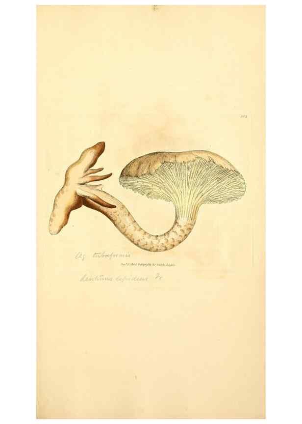 Reproducción/Reproduction 8230586000: Coloured figures of English fungi or mushrooms.. London,Printed by J. Davis,1797-[1809]