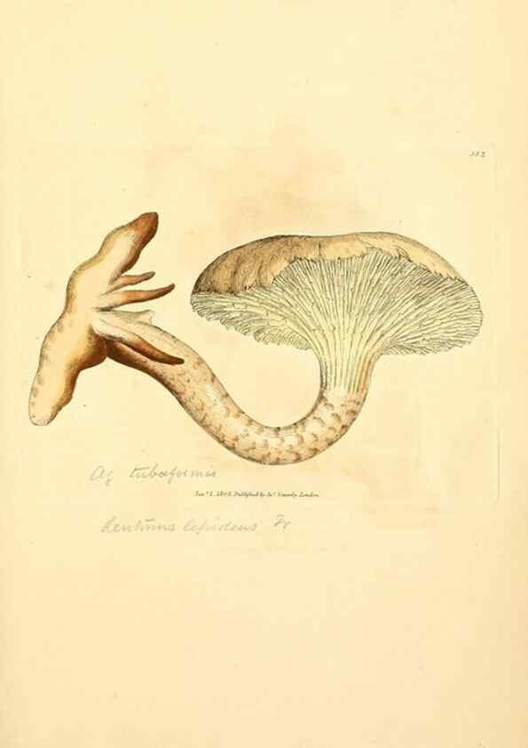 Reproducción/Reproduction 8230586000: Coloured figures of English fungi or mushrooms.. London,Printed by J. Davis,1797-[1809]