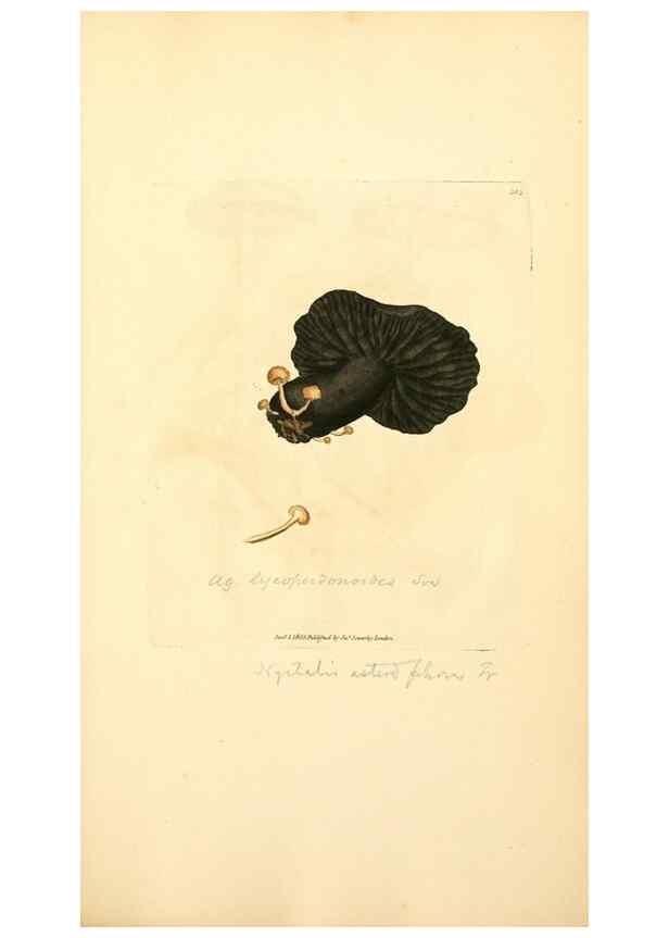 Reproducción/Reproduction 8229521663: Coloured figures of English fungi or mushrooms.. London,Printed by J. Davis,1797-[1809]