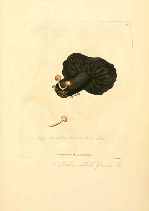 Reproducción/Reproduction 8229521663: Coloured figures of English fungi or mushrooms.. London,Printed by J. Davis,1797-[1809]