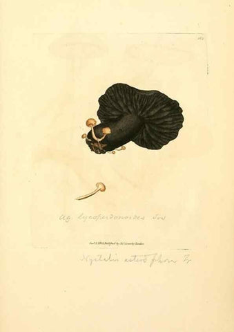 Reproducción/Reproduction 8229521663: Coloured figures of English fungi or mushrooms.. London,Printed by J. Davis,1797-[1809]