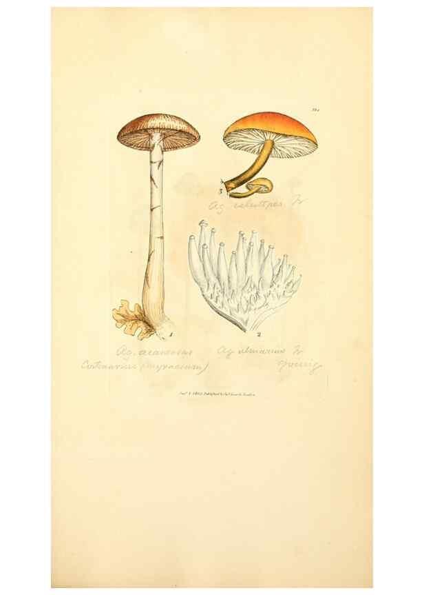 Reproducción/Reproduction 8229522019: Coloured figures of English fungi or mushrooms.. London,Printed by J. Davis,1797-[1809]