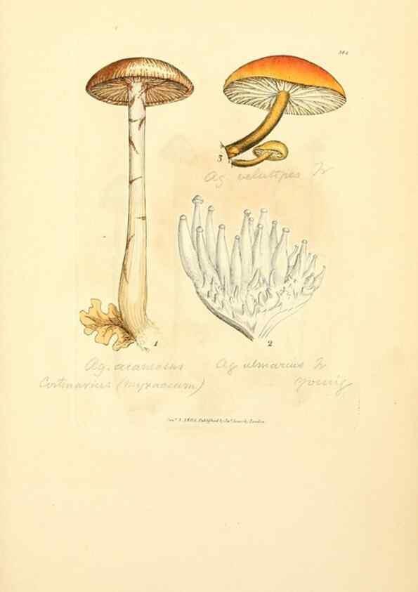 Reproducción/Reproduction 8229522019: Coloured figures of English fungi or mushrooms.. London,Printed by J. Davis,1797-[1809]