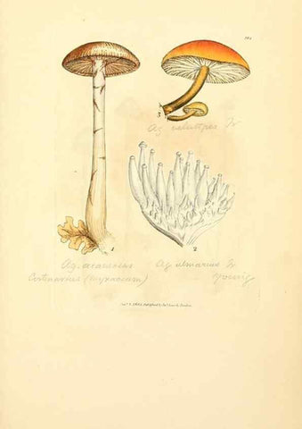 Reproducción/Reproduction 8229522019: Coloured figures of English fungi or mushrooms.. London,Printed by J. Davis,1797-[1809]