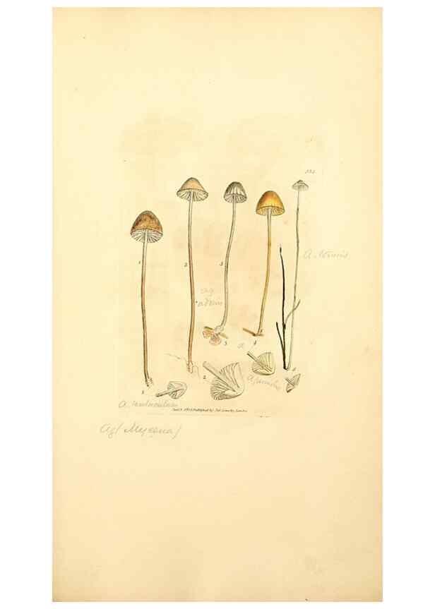 Reproducción/Reproduction 8230587420: Coloured figures of English fungi or mushrooms.. London,Printed by J. Davis,1797-[1809]