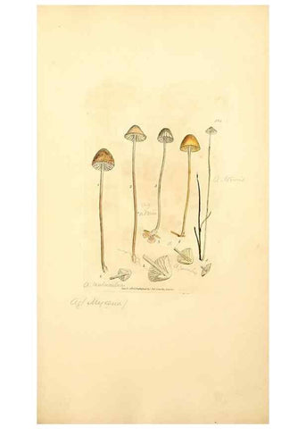 Reproducción/Reproduction 8230587420: Coloured figures of English fungi or mushrooms.. London,Printed by J. Davis,1797-[1809]