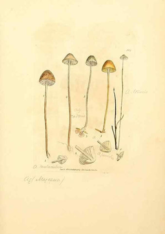 Reproducción/Reproduction 8230587420: Coloured figures of English fungi or mushrooms.. London,Printed by J. Davis,1797-[1809]