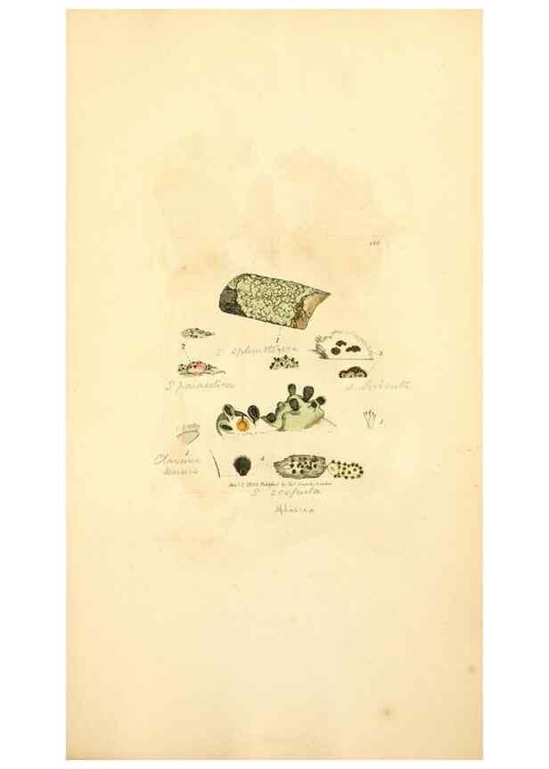 Reproducción/Reproduction 8229523145: Coloured figures of English fungi or mushrooms.. London,Printed by J. Davis,1797-[1809]