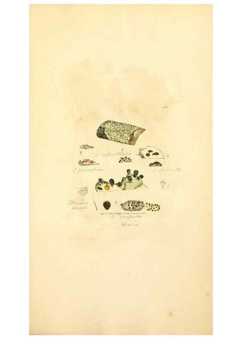 Reproducción/Reproduction 8229523145: Coloured figures of English fungi or mushrooms.. London,Printed by J. Davis,1797-[1809]