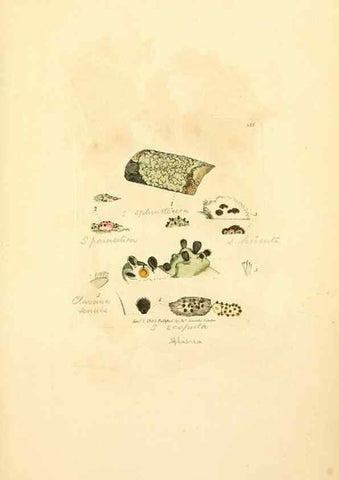 Reproducción/Reproduction 8229523145: Coloured figures of English fungi or mushrooms.. London,Printed by J. Davis,1797-[1809]