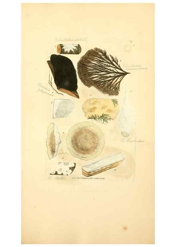 Reproducción/Reproduction 8230588572: Coloured figures of English fungi or mushrooms.. London,Printed by J. Davis,1797-[1809]