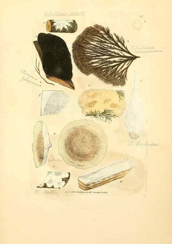 Reproducción/Reproduction 8230588572: Coloured figures of English fungi or mushrooms.. London,Printed by J. Davis,1797-[1809]