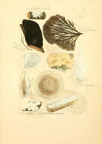Reproducción/Reproduction 8230588572: Coloured figures of English fungi or mushrooms.. London,Printed by J. Davis,1797-[1809]