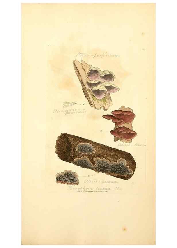 Reproducción/Reproduction 8229524151: Coloured figures of English fungi or mushrooms.. London,Printed by J. Davis,1797-[1809]