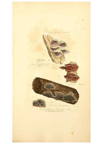 Reproducción/Reproduction 8229524151: Coloured figures of English fungi or mushrooms.. London,Printed by J. Davis,1797-[1809]
