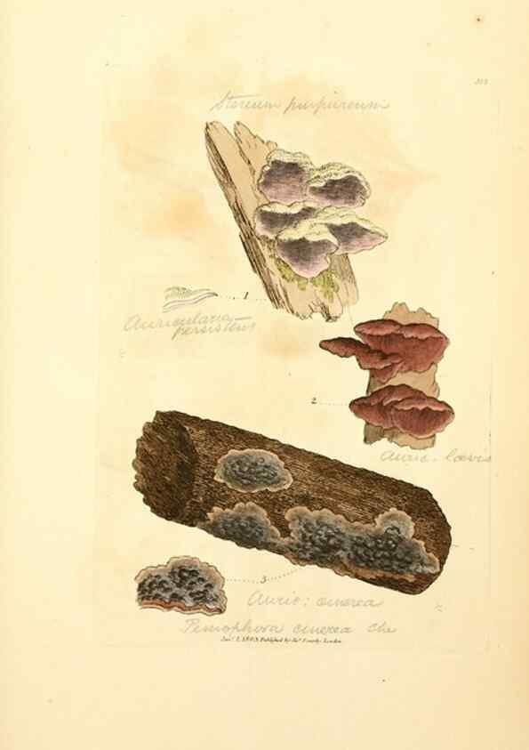 Reproducción/Reproduction 8229524151: Coloured figures of English fungi or mushrooms.. London,Printed by J. Davis,1797-[1809]