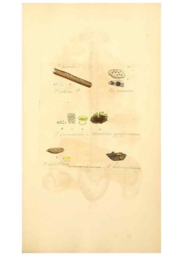 Reproducción/Reproduction 8229524647: Coloured figures of English fungi or mushrooms.. London,Printed by J. Davis,1797-[1809]