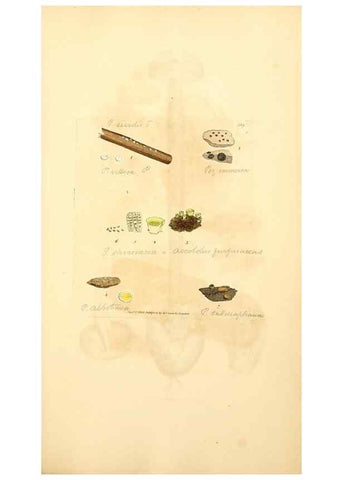 Reproducción/Reproduction 8229524647: Coloured figures of English fungi or mushrooms.. London,Printed by J. Davis,1797-[1809]