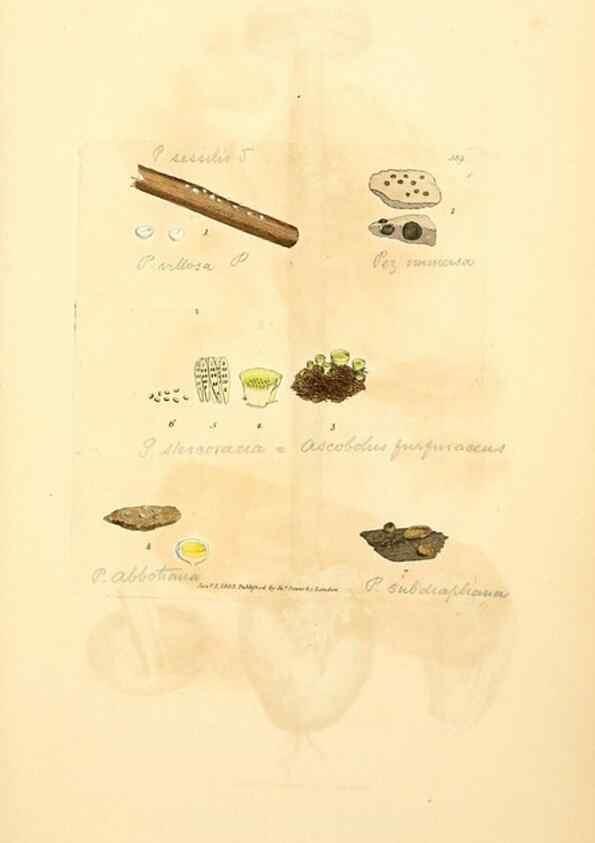 Reproducción/Reproduction 8229524647: Coloured figures of English fungi or mushrooms.. London,Printed by J. Davis,1797-[1809]