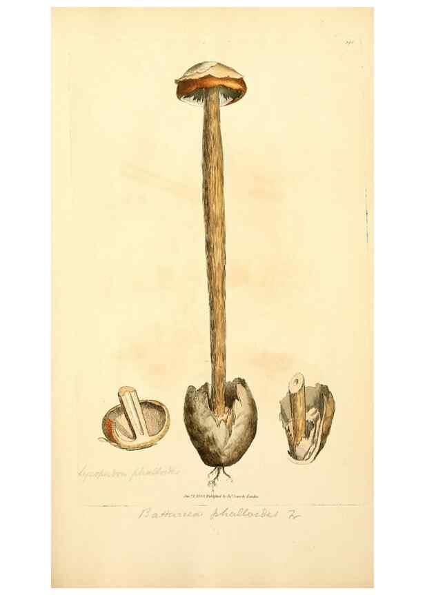 Reproducción/Reproduction 8230589948: Coloured figures of English fungi or mushrooms.. London,Printed by J. Davis,1797-[1809]