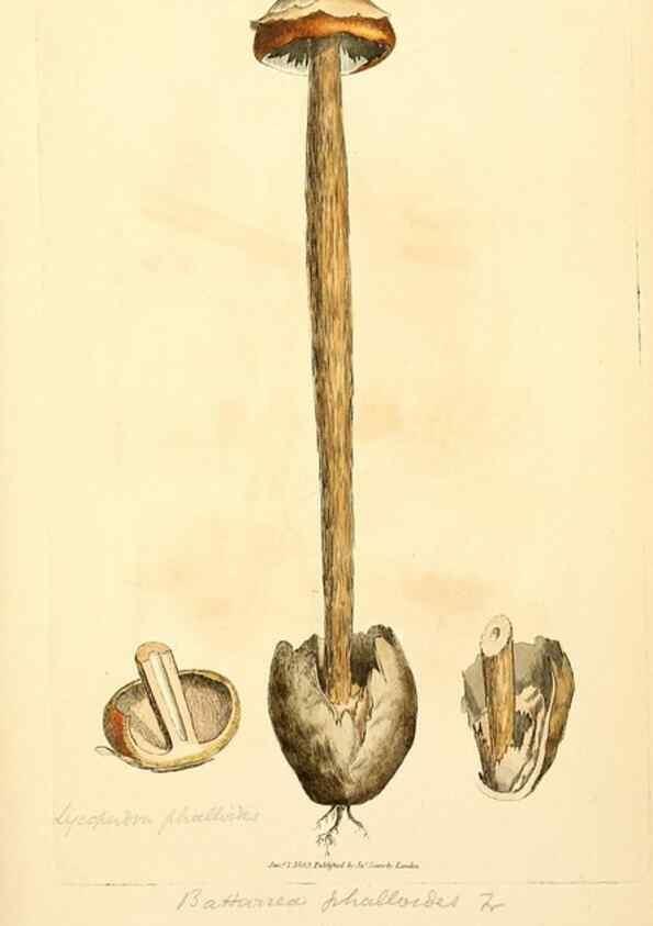 Reproducción/Reproduction 8230589948: Coloured figures of English fungi or mushrooms.. London,Printed by J. Davis,1797-[1809]