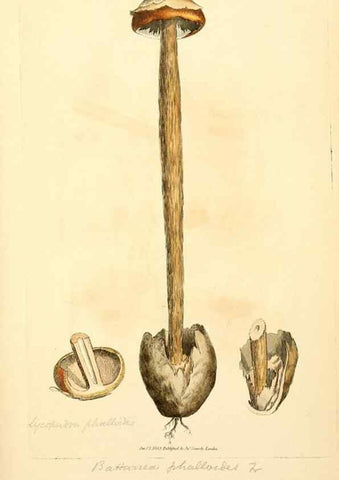 Reproducción/Reproduction 8230589948: Coloured figures of English fungi or mushrooms.. London,Printed by J. Davis,1797-[1809]