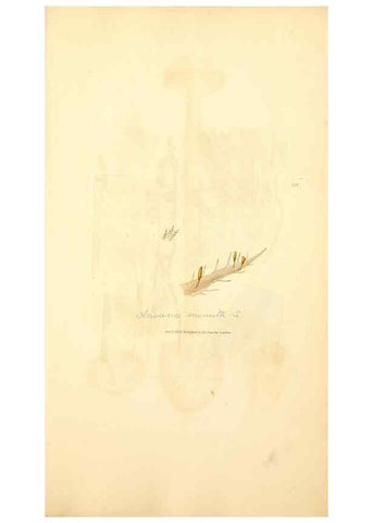 Reproducción/Reproduction 8230590488: Coloured figures of English fungi or mushrooms.. London,Printed by J. Davis,1797-[1809]